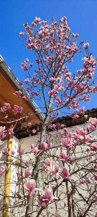 Магнолия Суланджа - декоротивное дерево