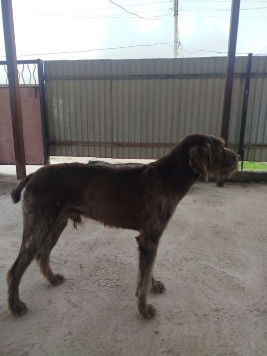 Собака Дратхаар 200% рабочий