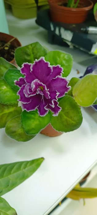 Комнатные цветы, разные