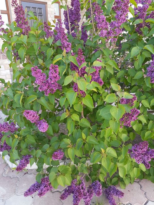 Продается сирень