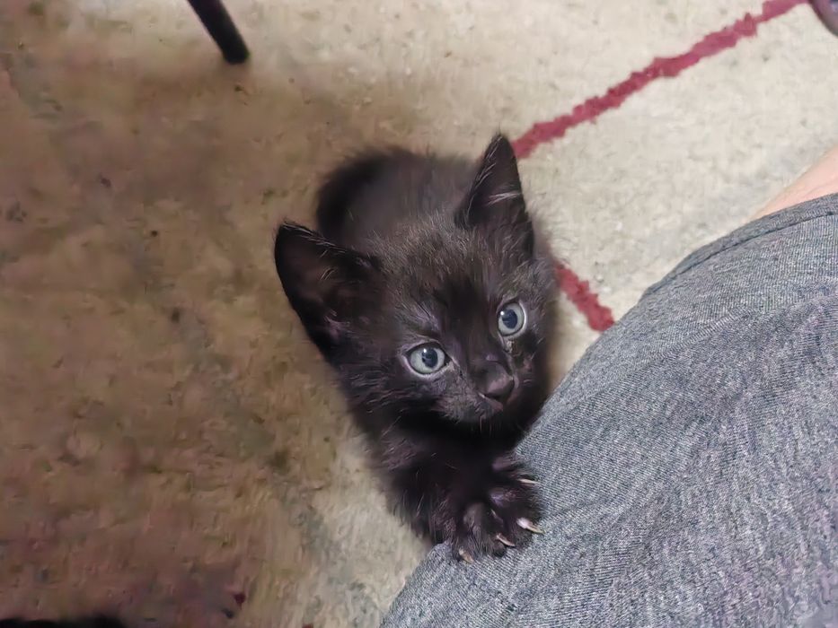 Отдам котенка в добрые руки