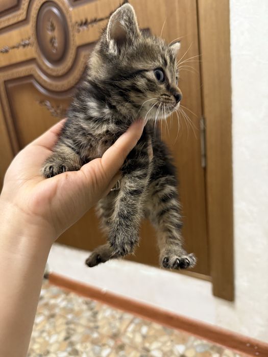 Отдам в хорошие руки
