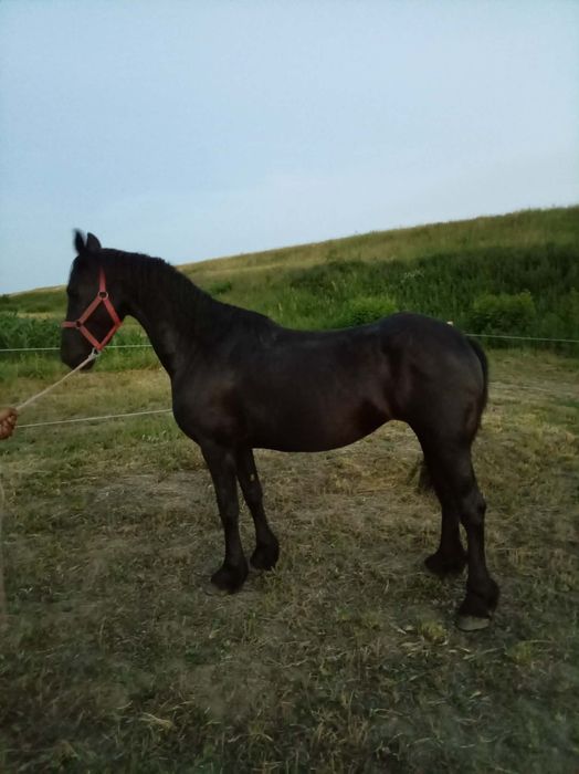 Iapa 5/ 6 ani  friesian frizian
