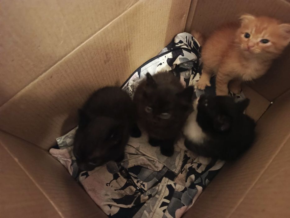 Отдам котят в добрые руки