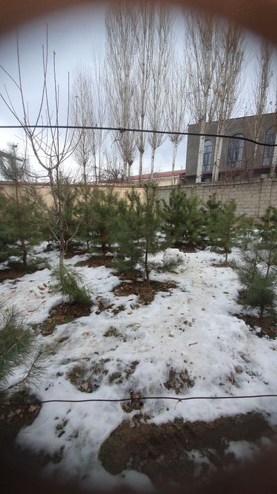 Archa kochatla  kota kichgligiga qarab narhi oʻzgaradi  1