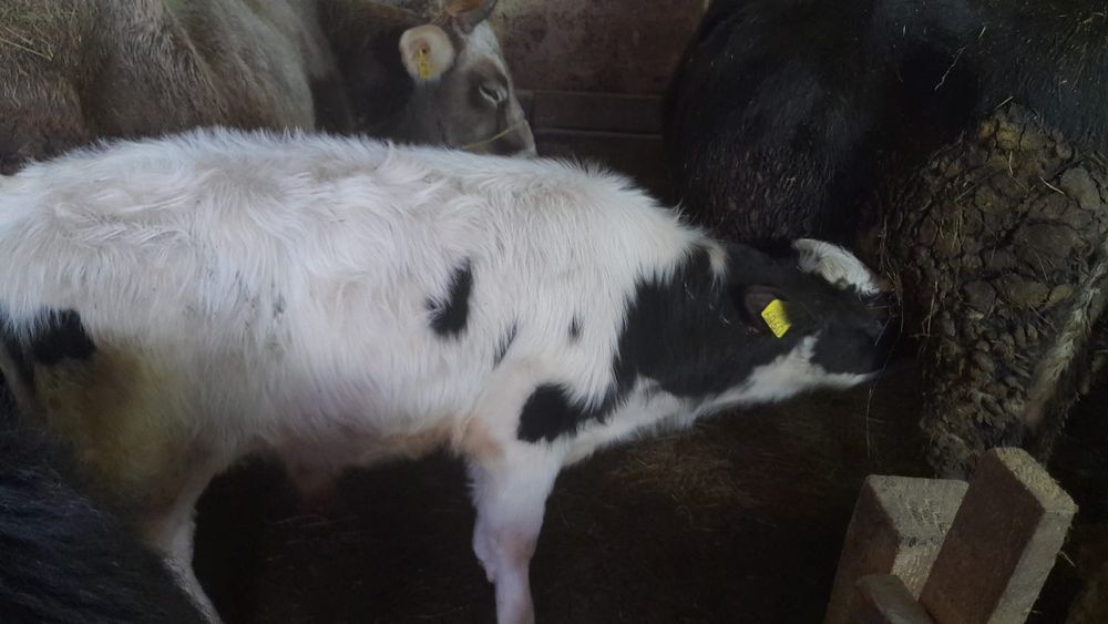 Vând doi viței un tauraș holștain și o vìțea de bivoliță !