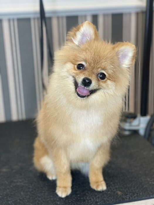 Померанский шпиц