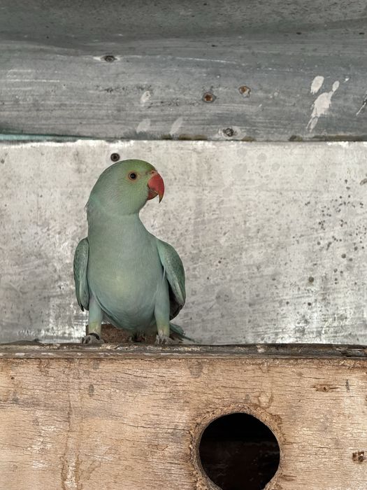 Papagali micul alexandru