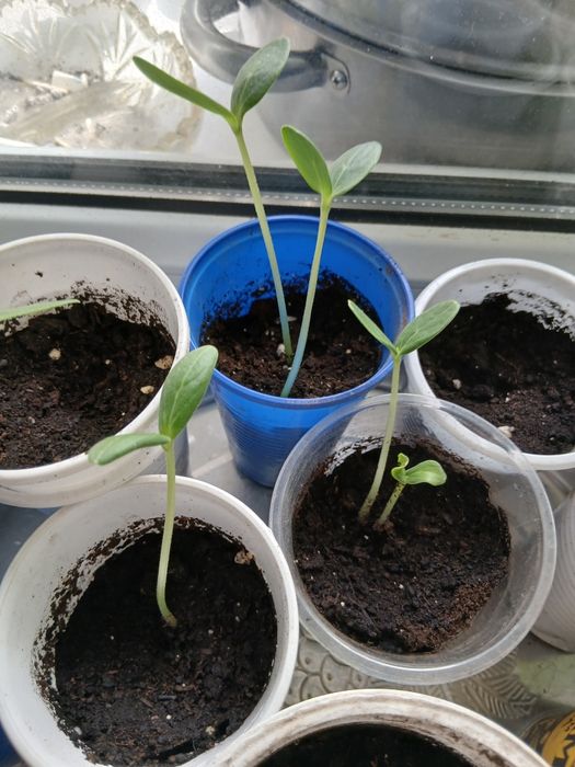 Продам рассаду помидоры,огурцов