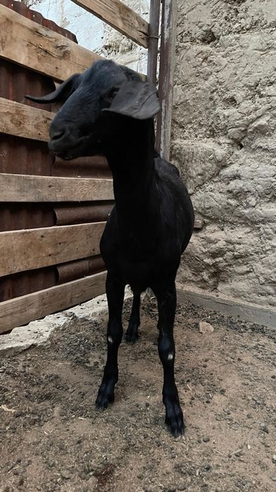 Продается козленок породистая