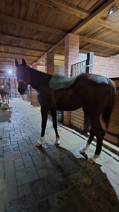 Продам англа араб