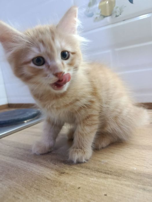 Котята 2 месяца. Домашние. Отдам даром.
