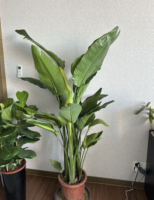 Продам Стрелиция  Николая