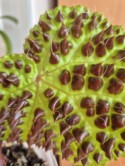 Бегония Ферокс Ferox