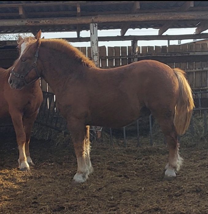 Продам  Советского тяжеловозова