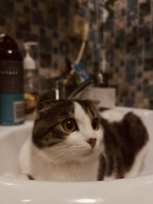 Отдам даром кота шатланец