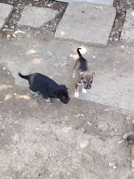 Donez 5 căței – județul Brăila