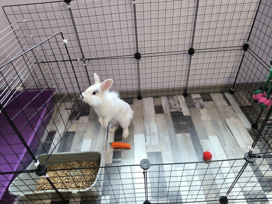 Клетка - ограждение за котки, кучета, зайци и други домашни любимци.