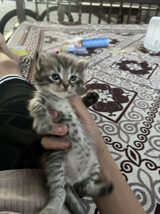 Три котята  город шымкент