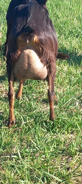 Capre anglo nubiene de lapte