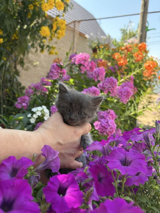отдам котят в добрые руки