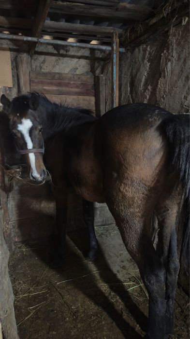 Бие, байтал, тай сатылады.