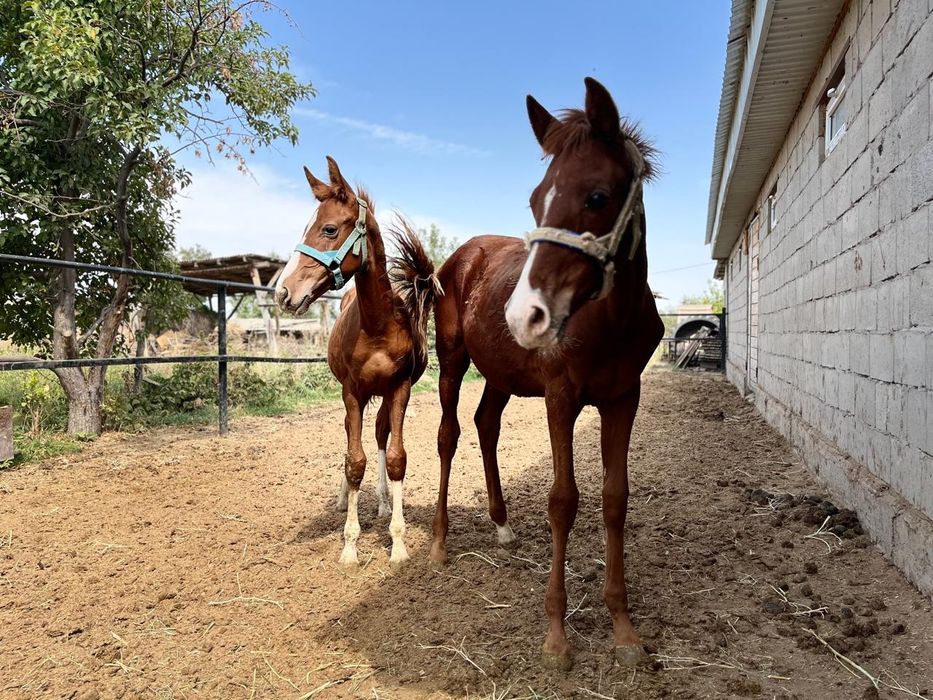 Жабағылар сатылады