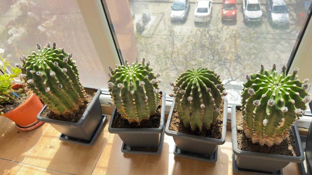 Cactus cu flori albe si roz