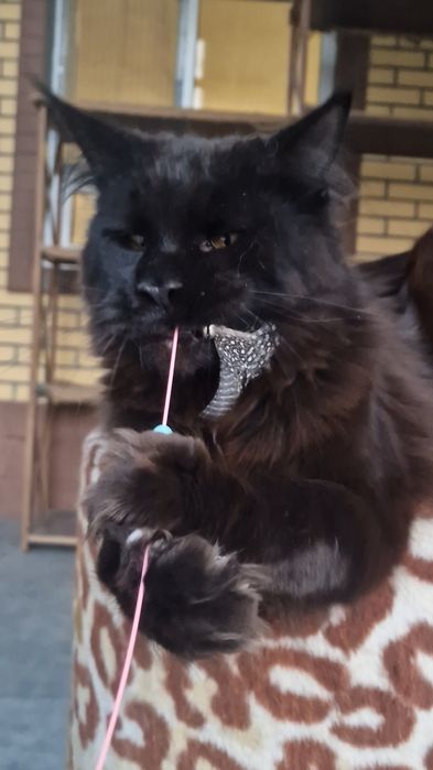 Мейн-кун девочка