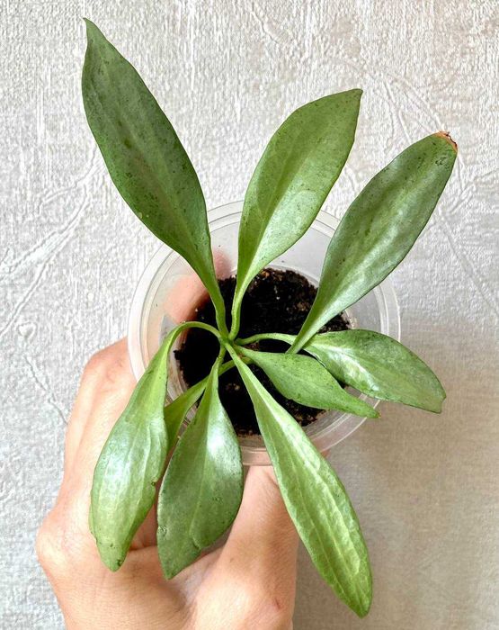 Сортовые хойи (обовата вар сплеш и др.) от 50 тысяч