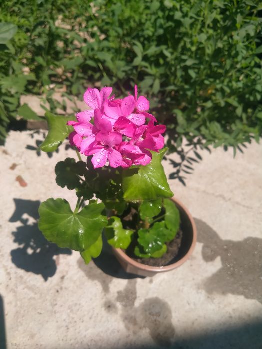 Продам герань,алое, бегония