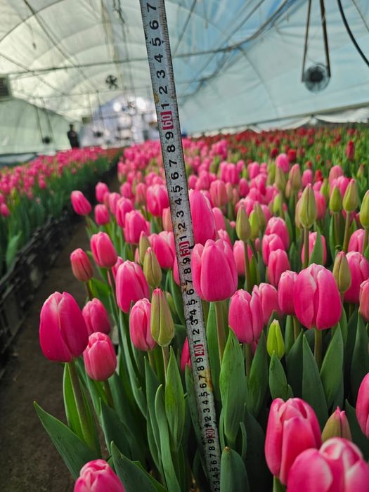 Тюльпаны по выгодным ценам