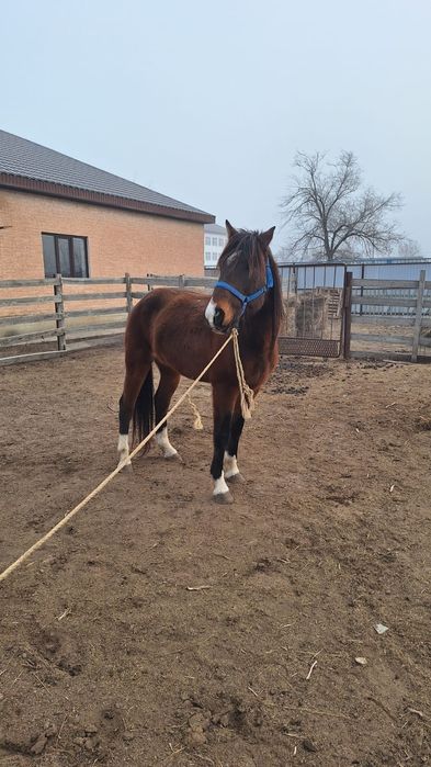 7 жасар айгыр сатылат