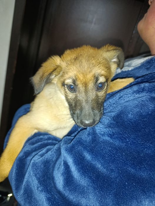 Отдам щенят(девочки) 3 месяца в добрые руки