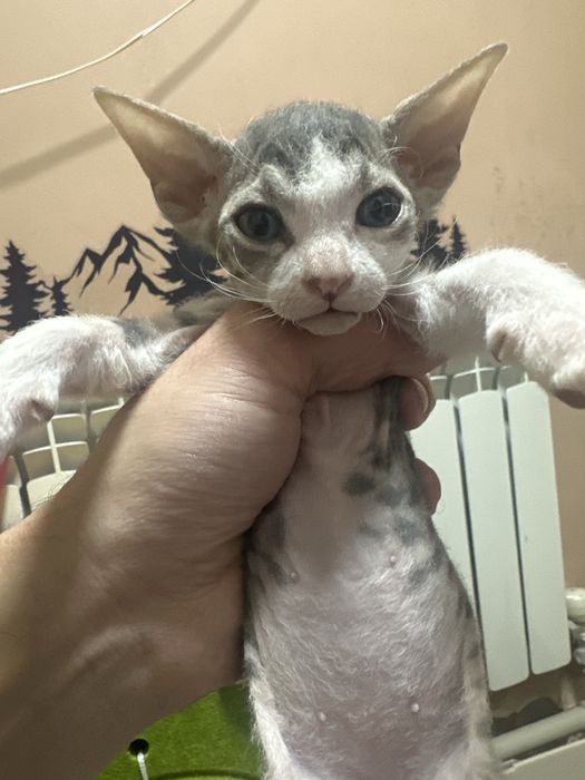 Донской сфинкс мальчик