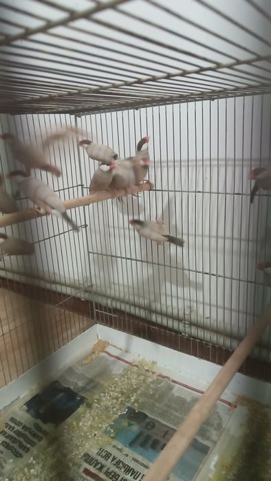 Продам Рисовых Амадин  кофейные