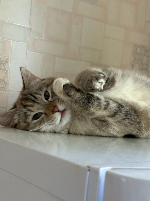 Отдаю кошку в добрые руки