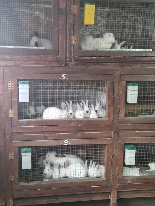 Vând Femelă Uriaș de Transilvania în vârstă de 5 luni