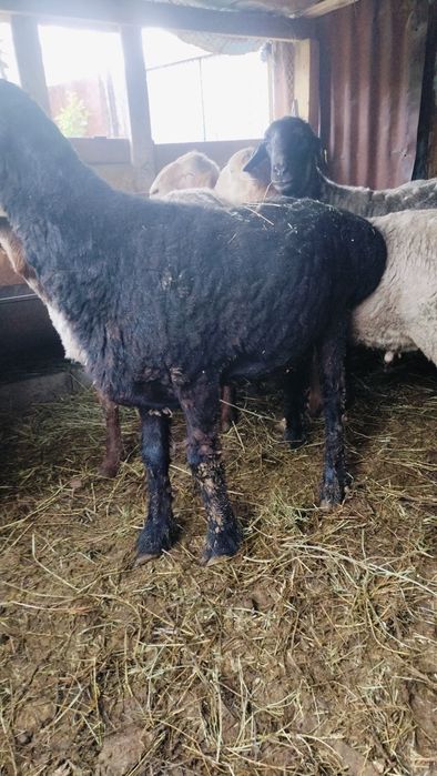 Гиссар кошкарлар сатылады семиз