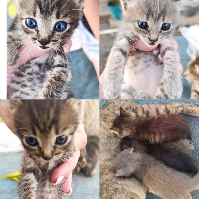 отдам котят  бесплатно