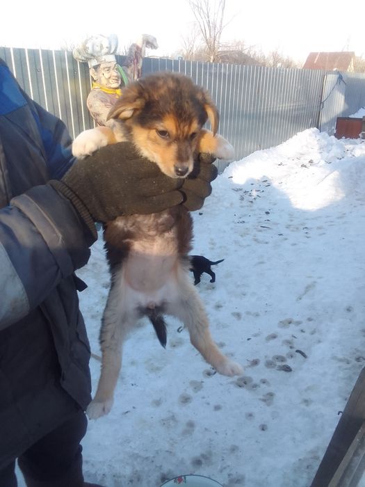 Отдам кутят .щенков