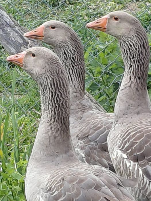 Gâște toulouse industrial