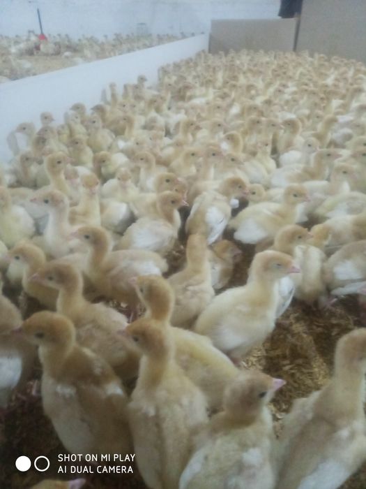 Курка БИГ 6 жужалари сотилади