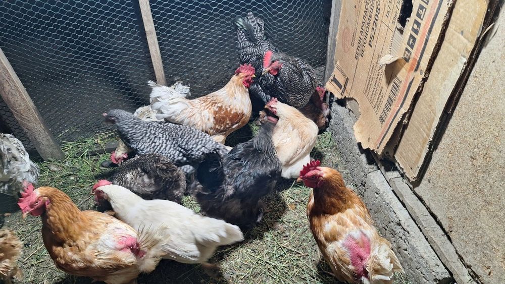 Продам кур домашних несуться