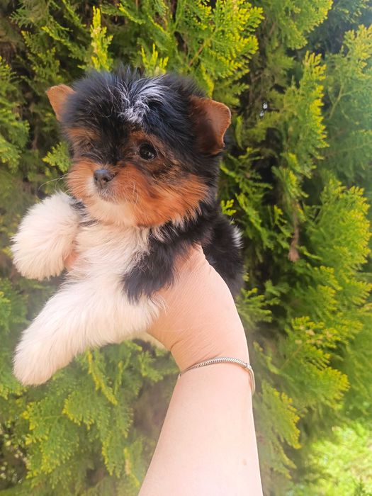 Бивер Йоркширски териер