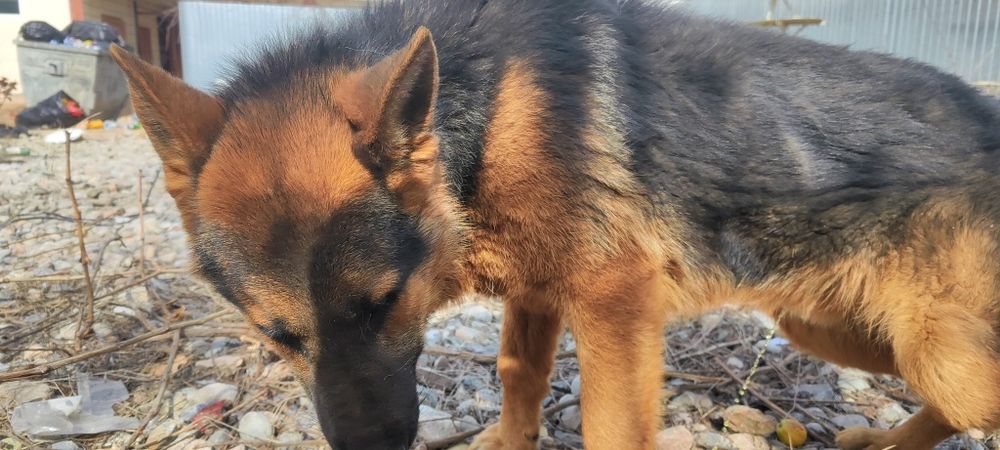 Овчарка чистокровный немец