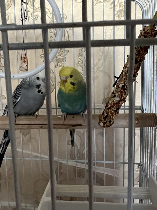 Продам попугаев с клеткой