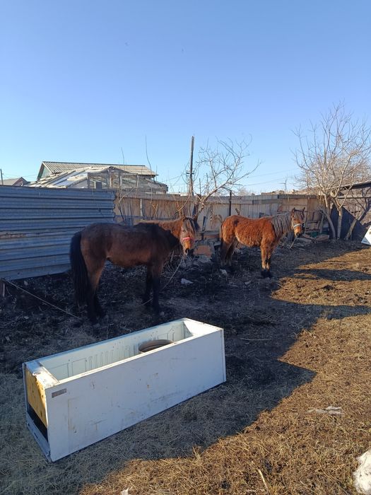 Лошади байтал 3 года