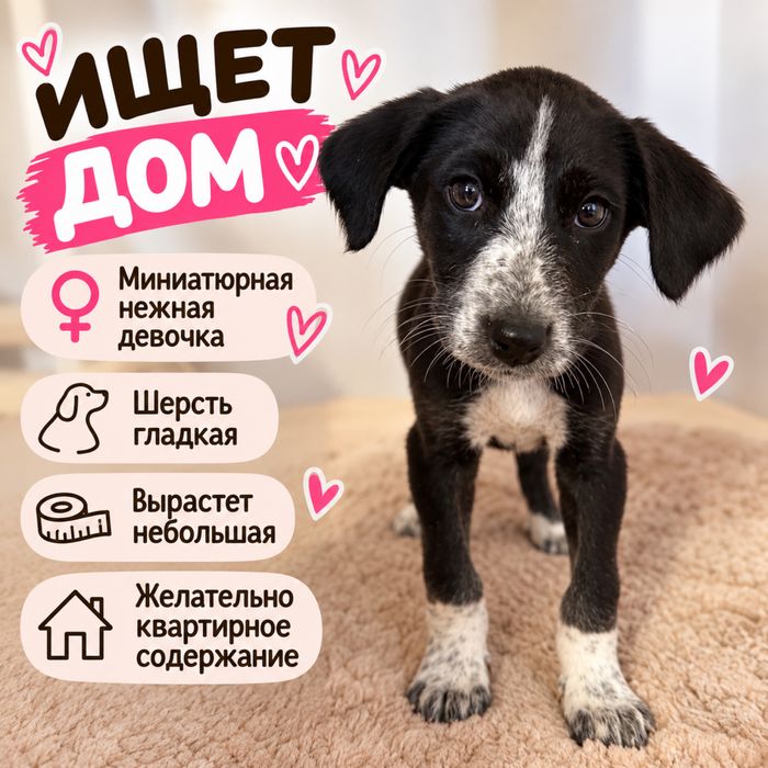 Отдам в хорошие руки