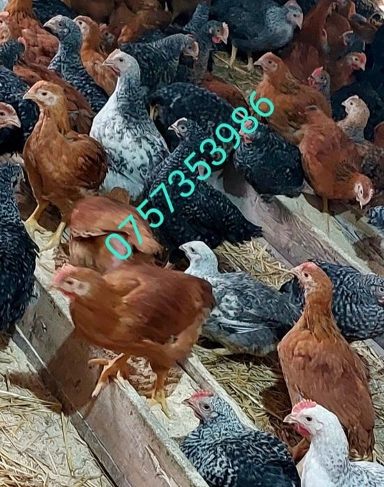 Pui 4 saptamani rasa mixta